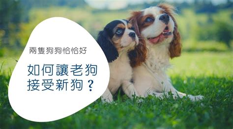 養兩隻狗迷信|如何讓老狗接受新狗？養第二隻狗該注意的事